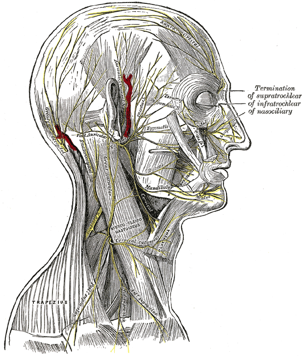 Nerves of the scalp and side of the neck7